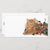 Kattenkerstlichtverwarring Feestdagenkaart (Voorkant / Achterkant)