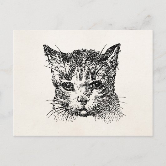  kattenkopkat Kitten Kittens Animal Retro Briefkaart (Voorkant)