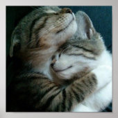 Kattenliefde Poster (Voorkant)