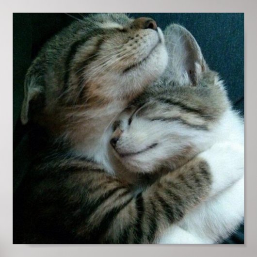 Kattenliefde Poster (Voorkant)