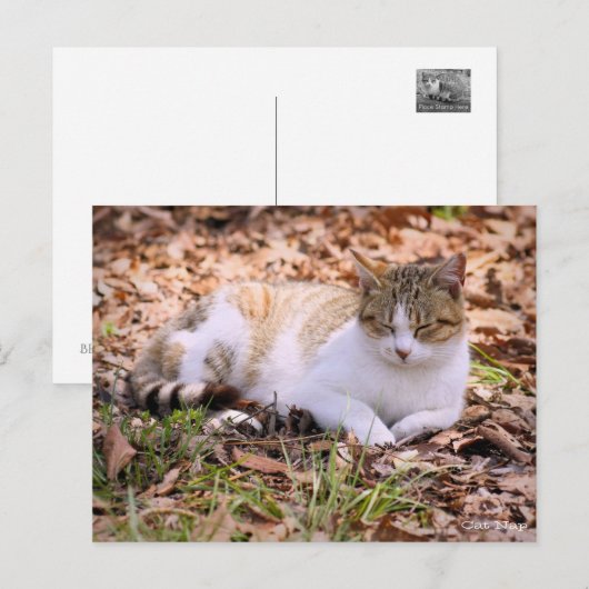 Kattennap:Briefkaart Briefkaart (Voorkant / Achterkant)