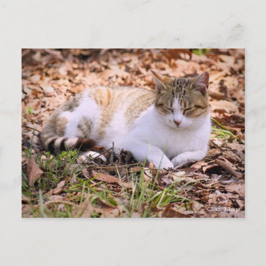 Kattennap:Briefkaart Briefkaart (Voorkant)