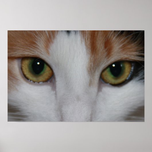 Kattenogen Poster (Voorkant)