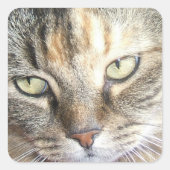 Kattenogen sticker (Voorkant)
