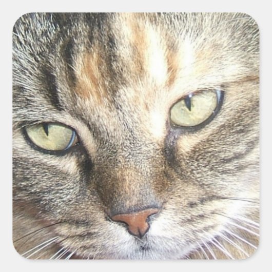Kattenogen sticker (Voorkant)