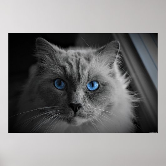 Kattenogen, Wanddecoratie Poster (Voorkant)