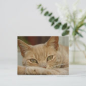 Kattenontspanning. Briefkaart (Staand voorkant)