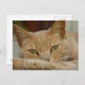 Kattenontspanning. Briefkaart (Voorkant / Achterkant)