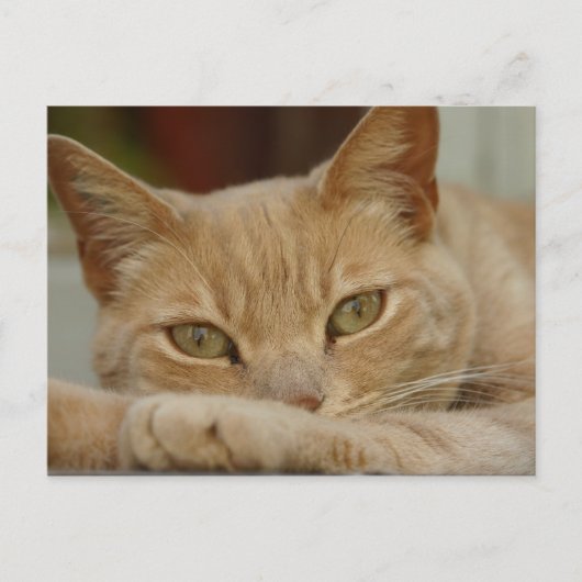 Kattenontspanning. Briefkaart (Voorkant)