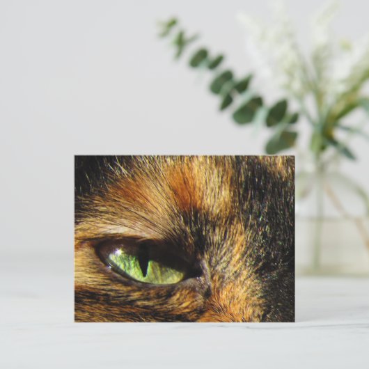 Kattenoog Briefkaart (Staand voorkant)