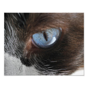 Kattenoog Foto Afdruk