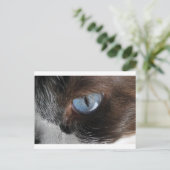 Kattenoog.JPG Briefkaart (Staand voorkant)