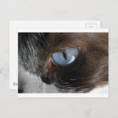 Kattenoog.JPG Briefkaart (Voorkant / Achterkant)