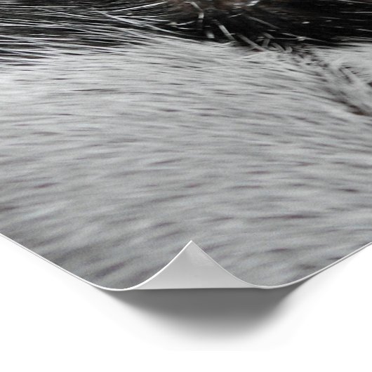 Kattenoog Poster (Hoek)