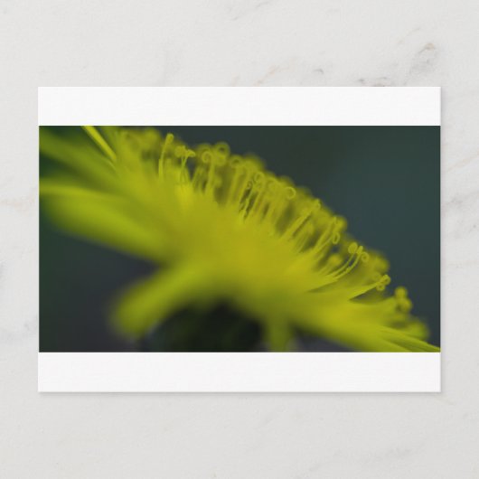 Kattenoor Briefkaart (Voorkant)