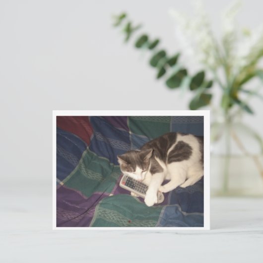 Kattenopvangafstandsbediening Briefkaart (Staand voorkant)