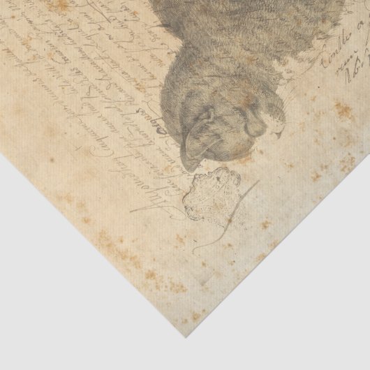  kattenpapier tissuepapier (Detail)