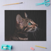 kattenpapier tissuepapier (Craft)