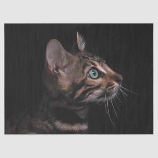 kattenpapier tissuepapier (Voorkant)