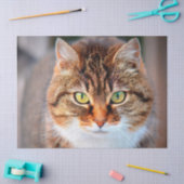 kattenpapier tissuepapier (Craft)