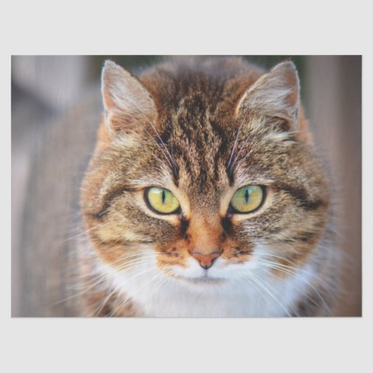 kattenpapier tissuepapier (Voorkant)