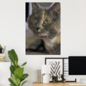 Kattenportret afdrukken poster (Thuiskantoor)