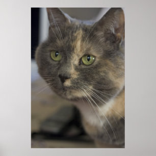 Kattenportret afdrukken poster