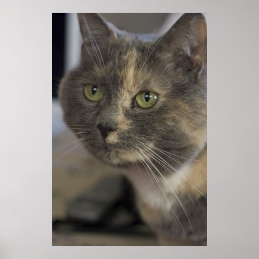 Kattenportret afdrukken poster (Voorkant)