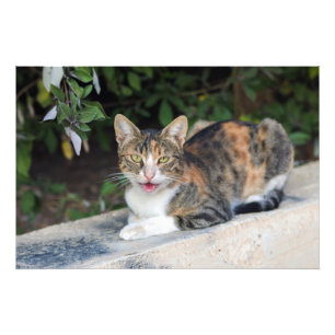 Kattenportret buiten foto afdruk