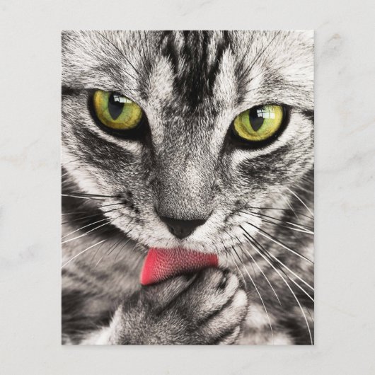 Kattenportret Flyer (Voorkant)