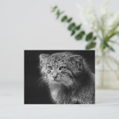 Kattenportret van Pallas Briefkaart (Staand voorkant)