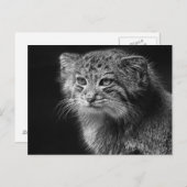 Kattenportret van Pallas Briefkaart (Voorkant / Achterkant)