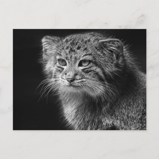 Kattenportret van Pallas Briefkaart (Voorkant)