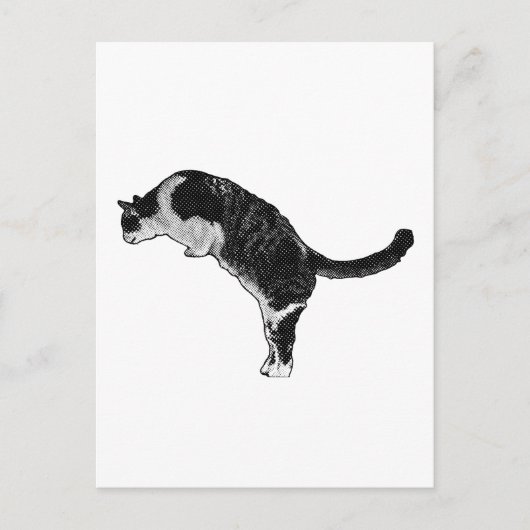 Kattenpose vreugde briefkaart (Voorkant)