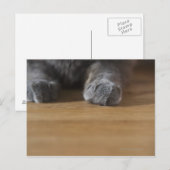 Kattenpoten Briefkaart (Voorkant / Achterkant)