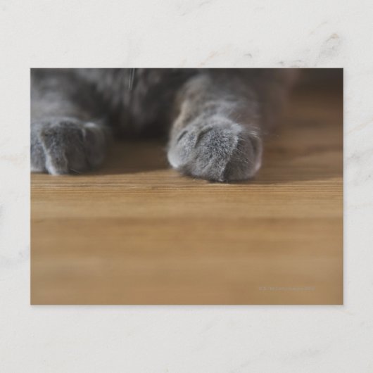Kattenpoten Briefkaart (Voorkant)
