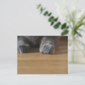 Kattenpoten Briefkaart (Staand voorkant)