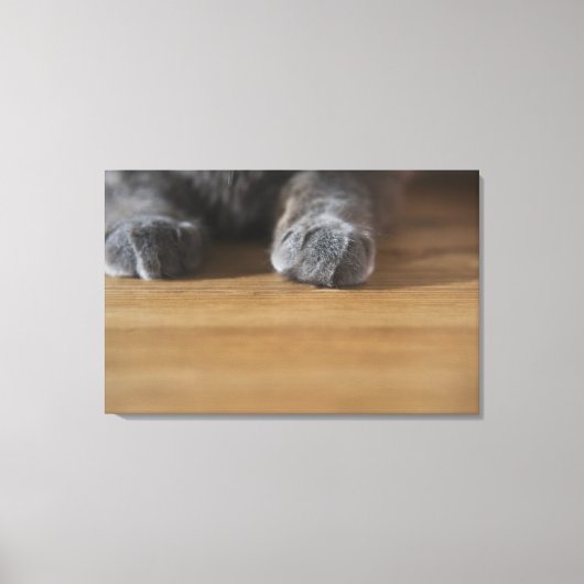 Kattenpoten Canvas Afdruk (Voorkant)