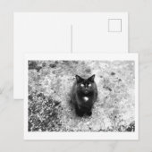 Kattenpraat Briefkaart (Voorkant / Achterkant)