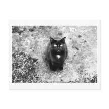 Kattenpraat