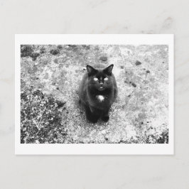 Kattenpraat Briefkaart