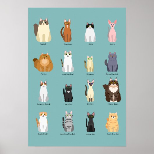 kattenrassen, diverse katten,katten kunst poster (Voorkant)
