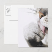 Kattenreinigingspagina Briefkaart (Voorkant / Achterkant)