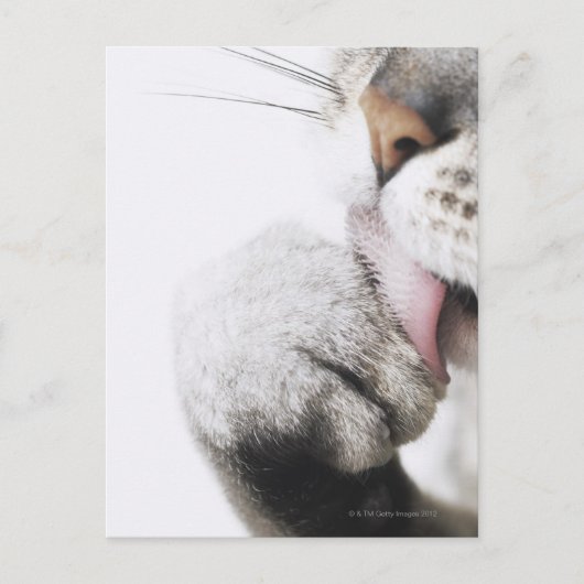 Kattenreinigingspagina Briefkaart (Voorkant)