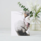 Kattenreinigingspagina Briefkaart (Staand voorkant)