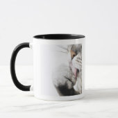 Kattenreinigingspagina Mok (Links)