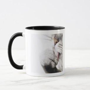 Kattenreinigingspagina Mok