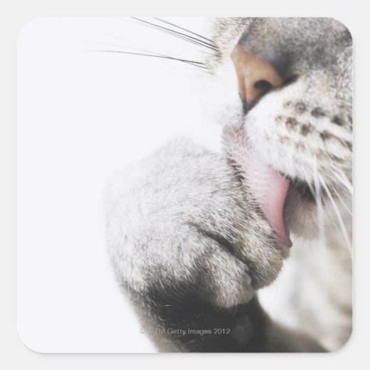Kattenreinigingspagina Vierkante Sticker (Voorkant)