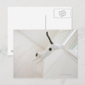 Kattenspringen Briefkaart (Voorkant / Achterkant)