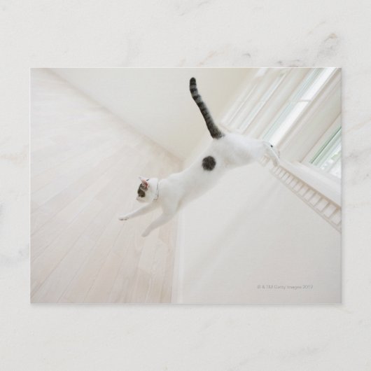 Kattenspringen Briefkaart (Voorkant)